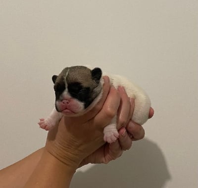 Les chiots de Bouledogue français