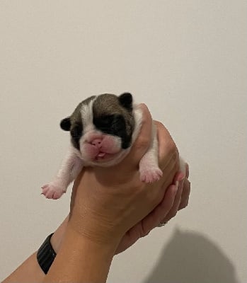 Les chiots de Bouledogue français