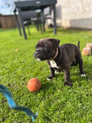 CHIOT 4 marron - Staffordshire Bull Terrier