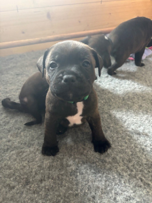 Les chiots de Staffordshire Bull Terrier