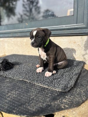 Les chiots de Staffordshire Bull Terrier