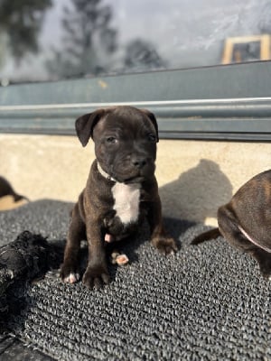 Les chiots de Staffordshire Bull Terrier