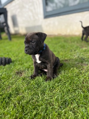 Les chiots de Staffordshire Bull Terrier