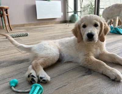 Les chiots de Golden Retriever