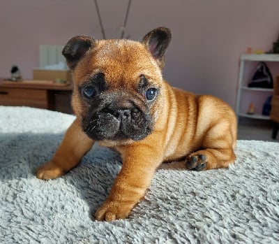 Les chiots de Bouledogue français