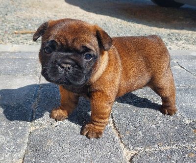 Les chiots de Bouledogue français