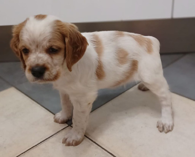 Les chiots de Epagneul Breton