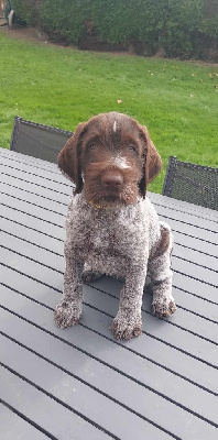 CHIOT 4 - Chien d'arrêt allemand à poil dur