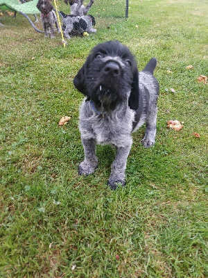 Les chiots de Chien d'arrêt allemand à poil dur