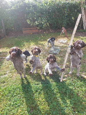 Les chiots de Chien d'arrêt allemand à poil dur