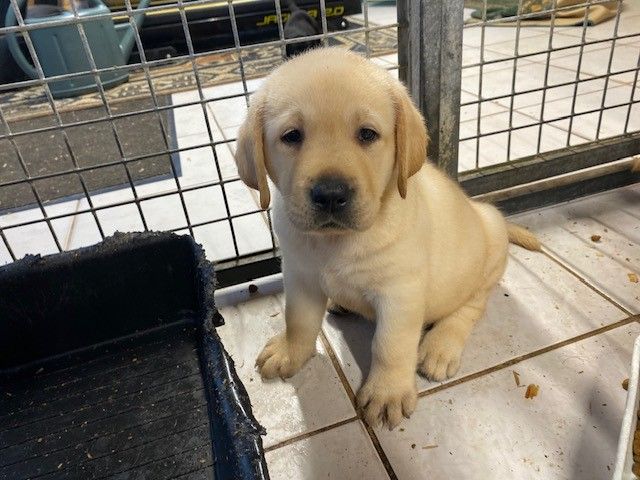 CHIOT 4 - Labrador Retriever