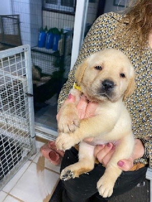 Les chiots de Labrador Retriever