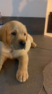 Les chiots de Labrador Retriever