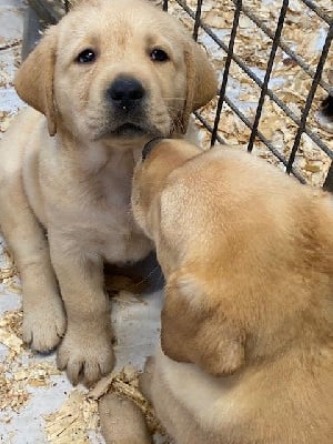 Les chiots de Labrador Retriever