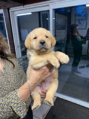 Les chiots de Labrador Retriever