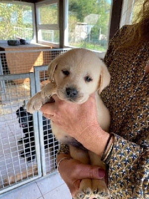 Les chiots de Labrador Retriever