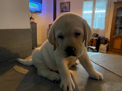 Les chiots de Labrador Retriever