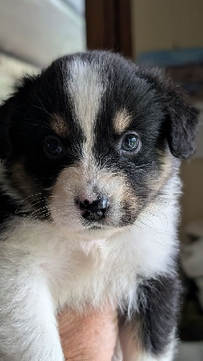 Les chiots de Berger Australien