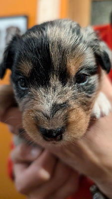 Les chiots de Berger Australien