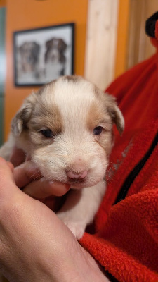 Les chiots de Berger Australien