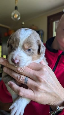 Les chiots de Berger Australien