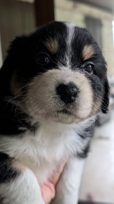 Les chiots de Berger Australien