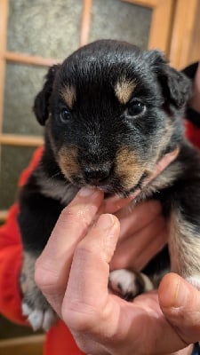 Les chiots de Berger Australien