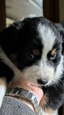 Les chiots de Berger Australien