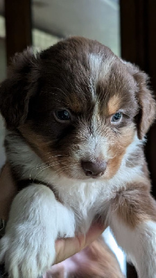 Les chiots de Berger Australien