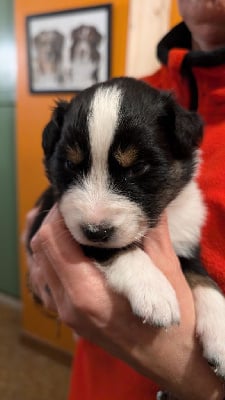 Les chiots de Berger Australien