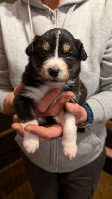 Les chiots de Berger Australien