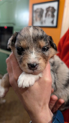 Les chiots de Berger Australien