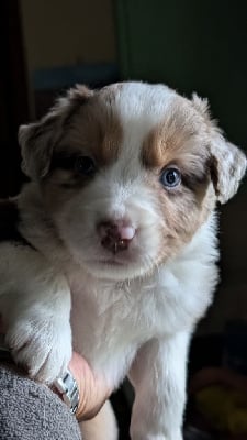 Les chiots de Berger Australien