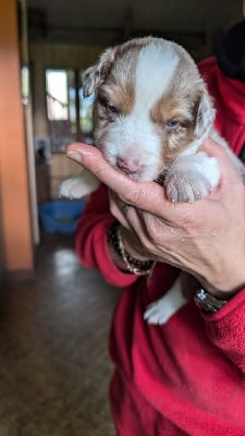 Les chiots de Berger Australien