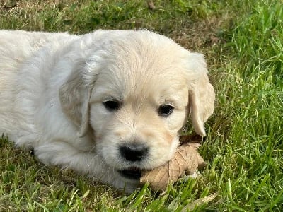 Les chiots de Golden Retriever