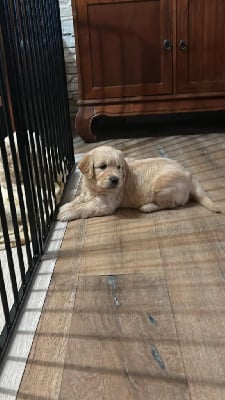 Les chiots de Golden Retriever