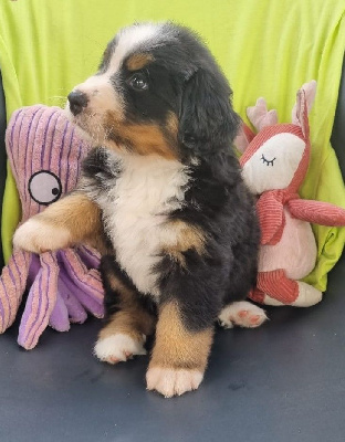 Les chiots de Bouvier Bernois