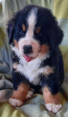 Les chiots de Bouvier Bernois