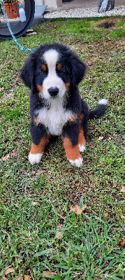 Les chiots de Bouvier Bernois