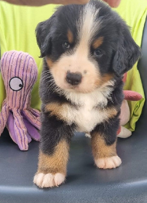 Les chiots de Bouvier Bernois