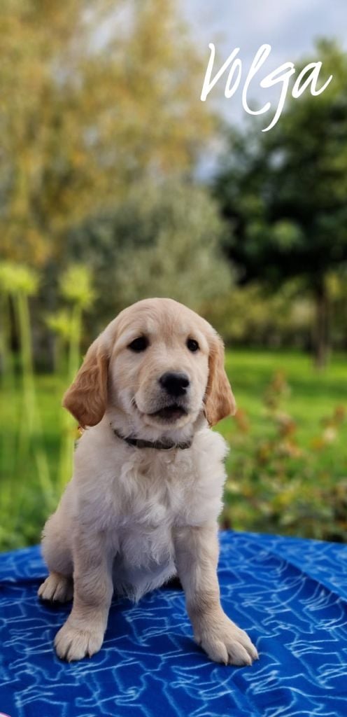 CHIOT 3 collier rouge - Golden Retriever