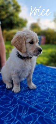 CHIOT 7 collier vert - Golden Retriever