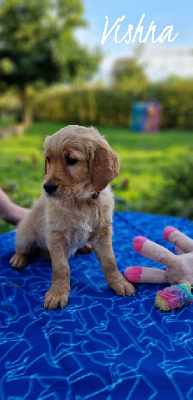 Les chiots de Golden Retriever