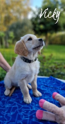 CHIOT 10 collier marron - Golden Retriever