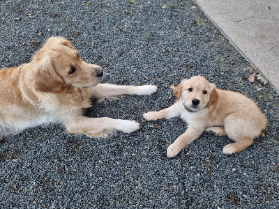 Les chiots de Golden Retriever