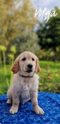 CHIOT 3 collier rouge - Golden Retriever