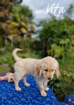 Les chiots de Golden Retriever