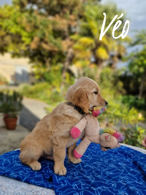 Les chiots de Golden Retriever