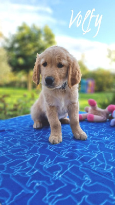 Les chiots de Golden Retriever