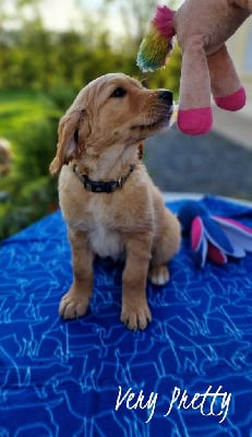 CHIOT 5 collier bleu - Golden Retriever